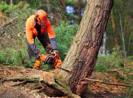 How Our Tree Care Process Works  in  Radisson, NY